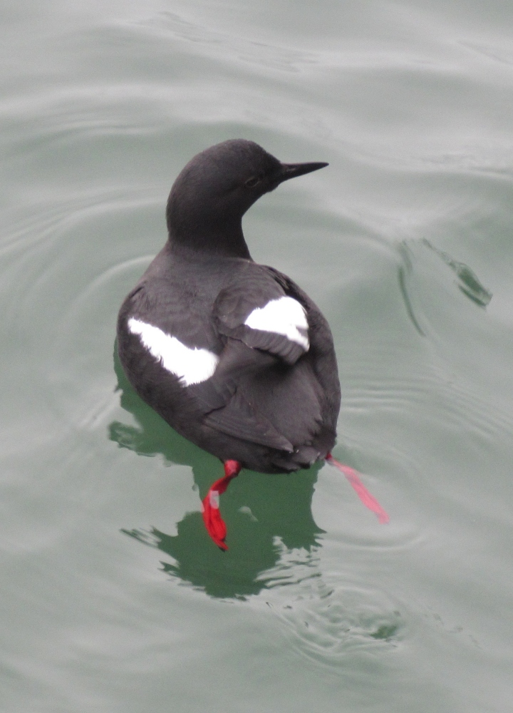 Pigeon Guillemot